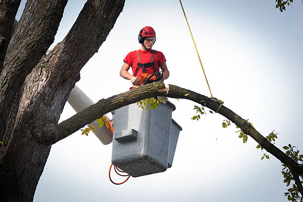 Trusted Lake Elmo, MN Tree Service Experts